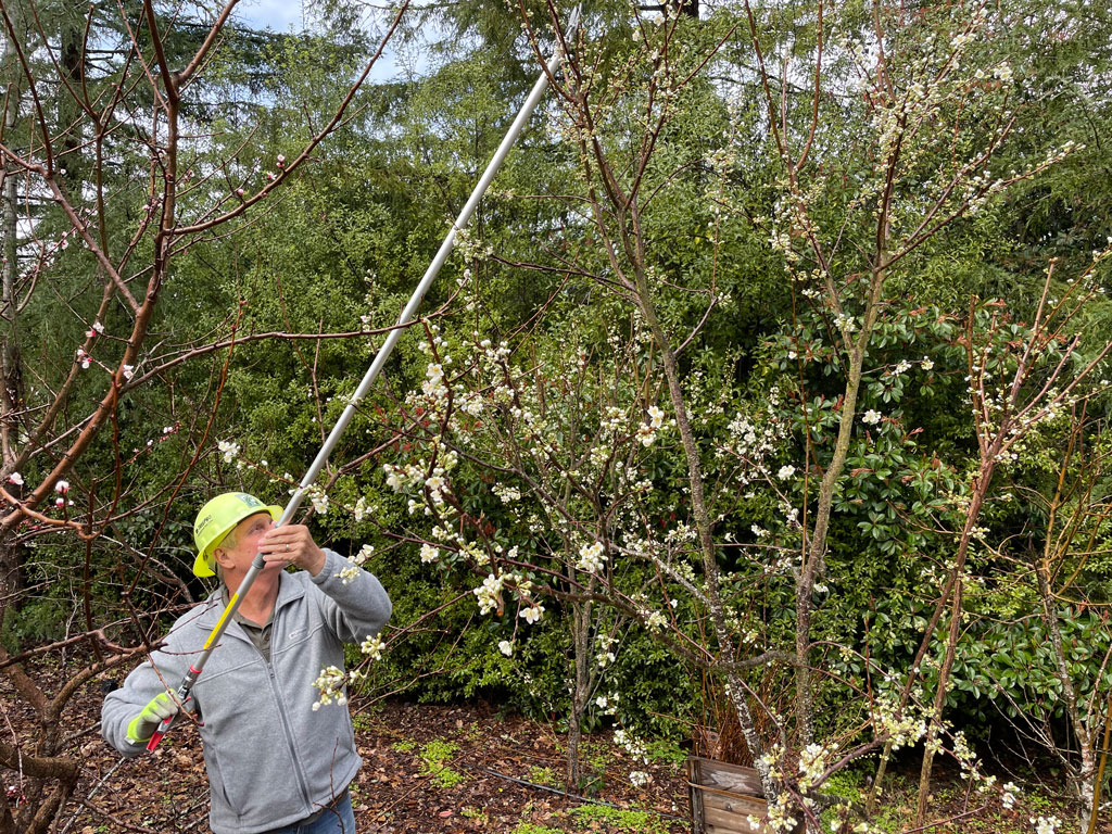 Prune a Santa Rosa Plum Tree - TreePro Sonoma - Tree Care Service