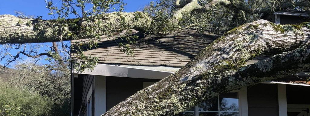Tree care Services and Safety - Santa Rosa