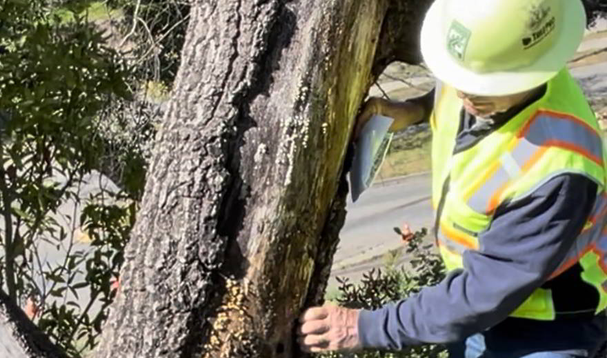 TreePro takes care of any permitting required for tree removals or traffic control. Our ISA Certified Arborists are familiar with each city’s requirements in Sonoma County for a tree removal permit. We provide the Arborist Report and documentation for permitting. TreePro has been providing tree pruning services to homes and businesses in Sonoma County for over 30 years. We service cities throughout Sonoma County including Petaluma, Penngrove, Rohnert Park, Sebastopol, Santa Rosa, Windsor, Healdsburg and Bodega Bay.