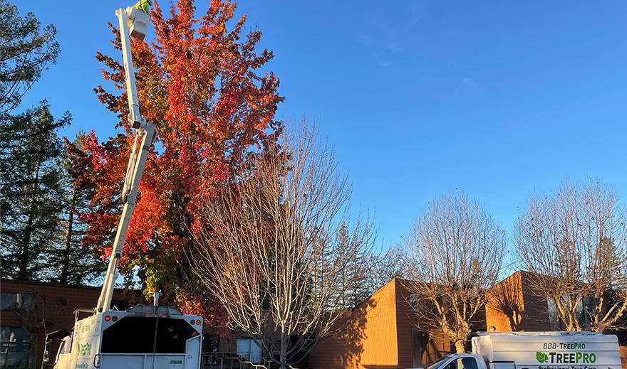 TreePro - Commercial Tree Services