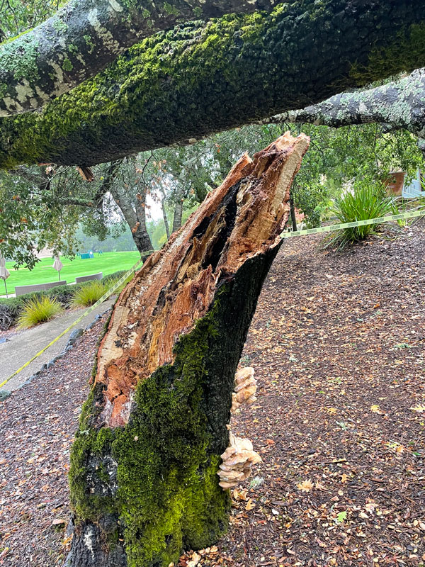 Fungus Affects Tree Root Systems - TreePro Sonoma Tree Care Service