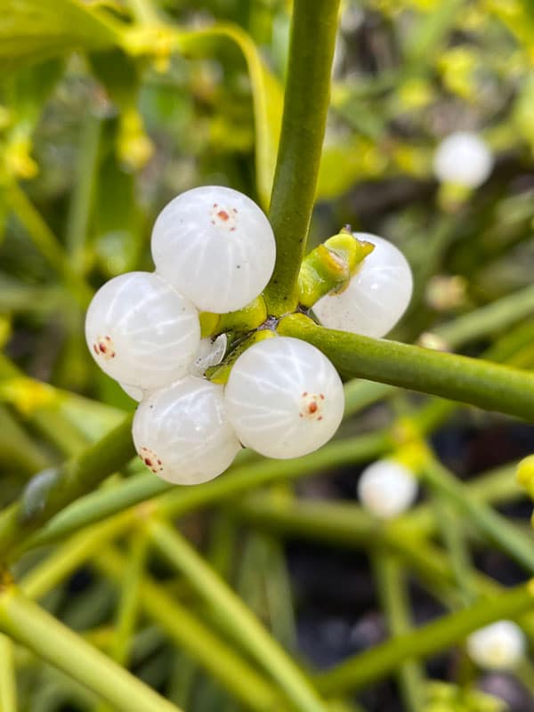 Mistletoe Berries - TreePro Sonoma Santa Rosa, Certified Arborists